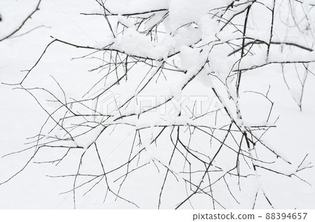 Tree branches covered in snow, April 2022 88394657