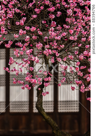 老房子裡的紅梅花 老房子裡的紅梅花 88394766