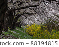 Cherry blossom tunnel 88394815