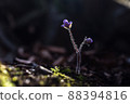 Wildflower Hepatica 88394816