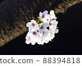 beautiful cherry blossoms 88394818