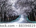Cherry tree tunnel 88394819