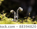 wild hepatica 88394820