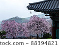 Weeping cherry blossoms at the temple 88394821