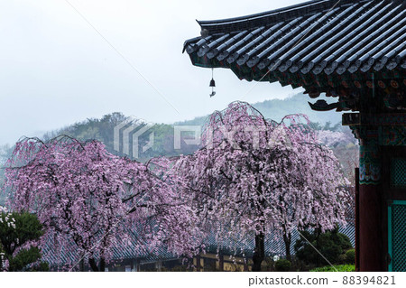 寺廟裡的垂枝櫻花 寺廟裡的垂枝櫻花 88394821