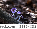 wild blue hepatica 88394832