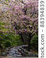 Cherry tree walkway 88394839