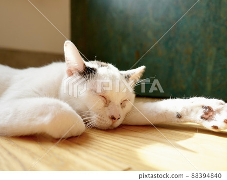 A cat lying on the floor while basking in the sun 88394840