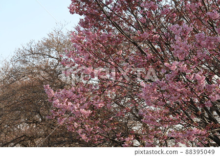 日本埼玉縣原荒川河床公園盛開的冷紅櫻花粉紅色花朵 88395049