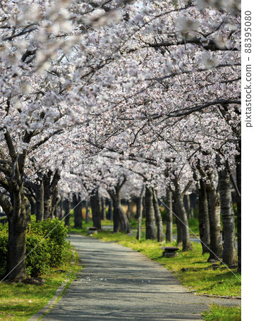 A row of cherry blossom trees in Kema Sakuranomiya Park 88395080