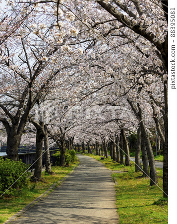 毛馬櫻宮公園的一排櫻花樹 88395081