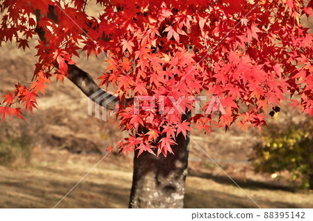 Maple autumn leaves 88395142