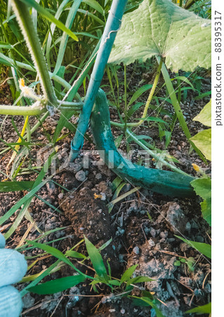 Cucumber cultivation 88395317
