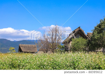 Soba field in Yoshinogari Park 88395612