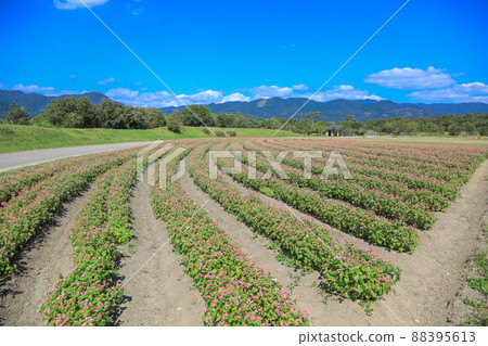 Soba field in Yoshinogari Park Soba field in Yoshinogari Park 88395613