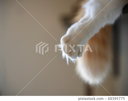 Cat's hand and tail 88395775