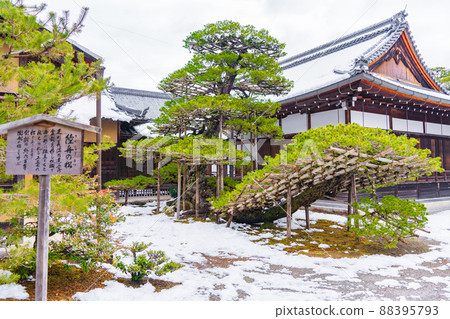 Kyoto golden pavilion Pine forest Kyoto golden pavilion Pine forest 88395793