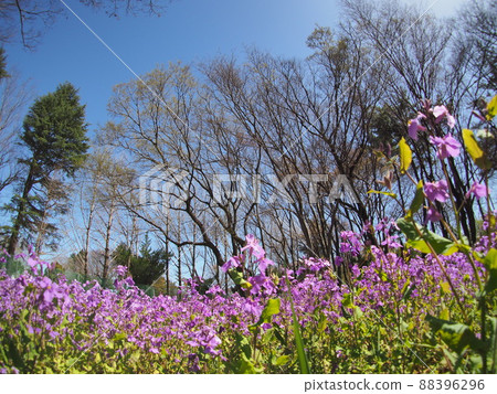 Spring flowers purple flowers Spring flowers purple flowers 88396296