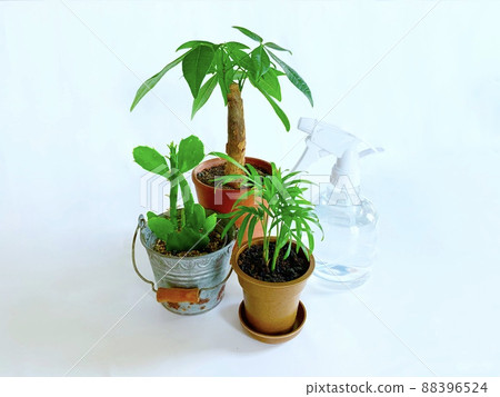 Ornamental plants (cactus, pachira, table palm) Ornamental plants (cactus, pachira, table palm) 88396524