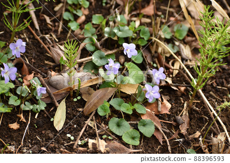 Pretty violet flowers 88396593