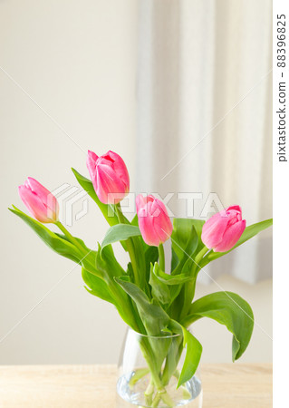 Tulip living in a vase Tulip living in a vase 88396825