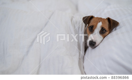 Jack Russell Terrier dog lies in bed under the covers. The pet sleeps in the bedroom. Jack Russell Terrier dog lies in bed under the covers. The pet sleeps in the bedroom. 88396866