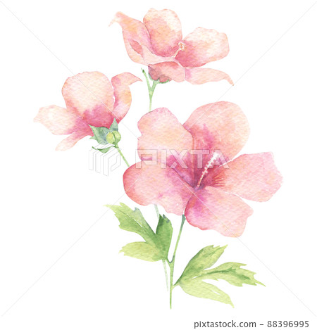 Watercolor pink hibiscus flower - Stock Illustration [88396995] - PIXTA