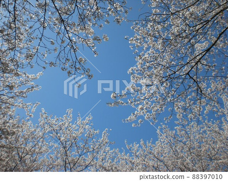 宮川河岸上的櫻花 宮川河岸上的櫻花 88397010