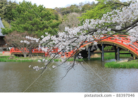 金澤文庫石梅寺花園的櫻花 88397046