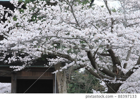 Sakura of Kanazawa Bunko Shimei Temple Garden Sakura of Kanazawa Bunko Shimei Temple Garden 88397133