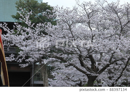 金澤文庫石梅寺花園的櫻花 88397134