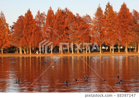 水邊公園的一排水杉樹 水邊公園的一排水杉樹 88397147