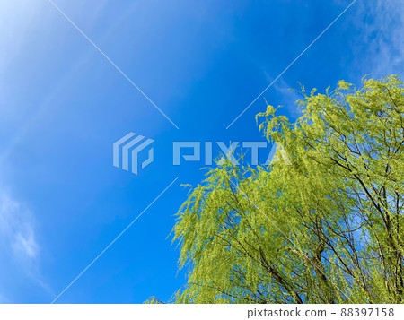 Fresh greenery shining against the blue sky 88397158