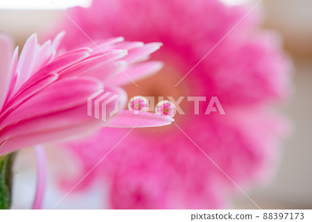 Macro shot Two drops of water on a pink gerbera Macro shot Two drops of water on a pink gerbera 88397173