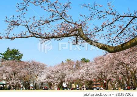 富山縣高岡市古城公園櫻花觀賞 88397202