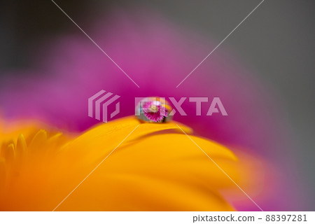 微距拍攝 橙色非洲菊上的一滴水 粉色非洲菊 88397281