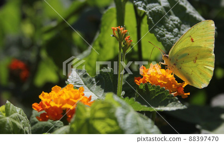 Orange Sulphur Butterfly, Colias erythrocyte, on orange Lantana Orange Sulphur Butterfly, Colias erythrocyte, on orange Lantana 88397470
