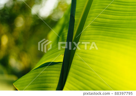 green leaves in nature in summer evening 88397795