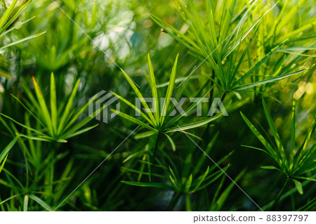 green leaves in nature in summer evening green leaves in nature in summer evening 88397797