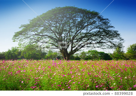 pink cosmos field pink cosmos field 88399028