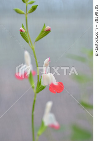 漂亮的花 漂亮的花 88399585