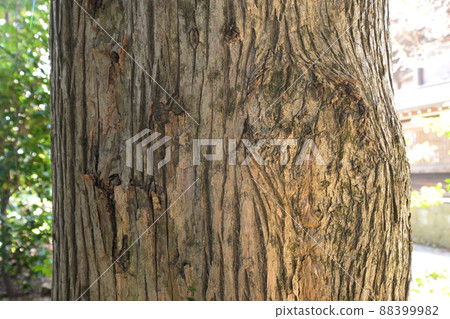 巨型雪松樹皮的圖像 巨型雪松樹皮的圖像 88399982