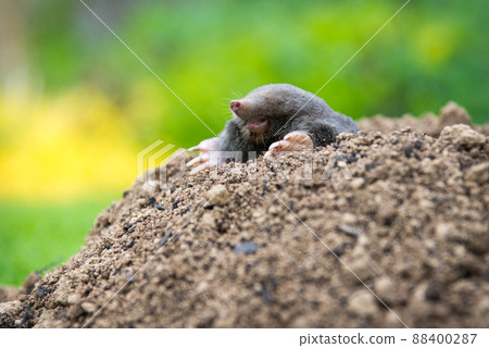 European mole crawling out of molehill above ground, showing strong front feet used for digging underground tunnels European mole crawling out of molehill above ground, showing strong front feet used for digging underground tunnels 88400287