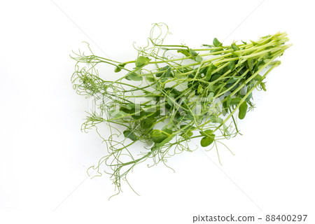 pea shoots with tendrils lying flat, isolated on white 88400297