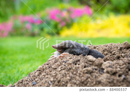 European mole (Talpa europaea) destroying lawn with its mole hills and underground tunnels European mole (Talpa europaea) destroying lawn with its mole hills and underground tunnels 88400337