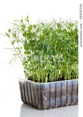 pea shoots grown as micro greens ready to be harvested, isolated on white 88400349