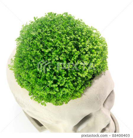 卷柏 apoda（墊狀苔蘚）的葉子，一種觀葉植物 [白色背景] 88400403