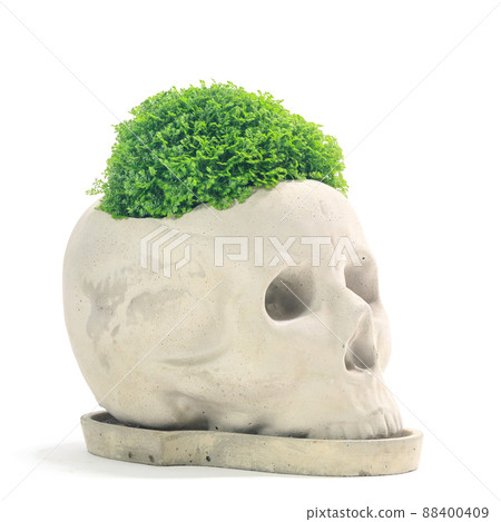 觀葉植物盆栽，Seraginella apoda（墊狀苔蘚）[白色背景] 88400409