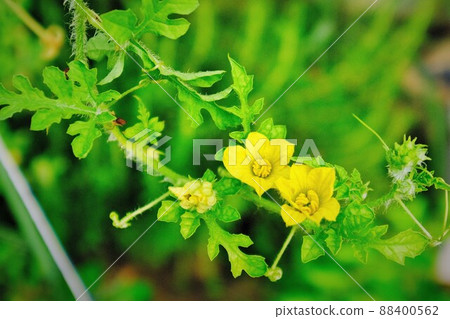 Watermelon Flower 88400562