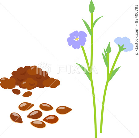 亞麻花和亞麻籽 亞麻花和亞麻籽 88400793